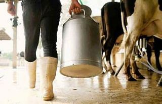 Çiğ sütte üreticinin eline 16 lira 40 kuruş geçecek