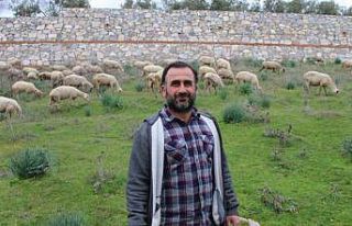 Çok sevdiği koyunlardan 32 yıldır kopamıyor