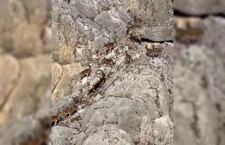 Dağ keçileri cep telefonu kameralarına yakalandı