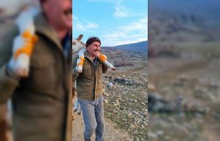 Dağda doğan buzağıyı 5 kilometre sırtta taşıyarak...