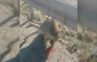 Demir bariyere iple asılı halde telef olmuş kurt...