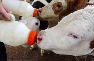 Denizli’de yaşanan süt krizi büyüyor