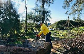 Didim’de budanan ağaçlar ihtiyaç sahiplerine...