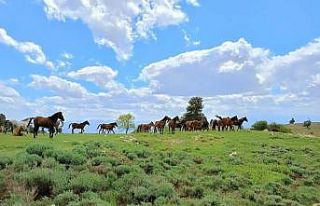 Doğada özgürce yaşayan yılkı atları havadan...