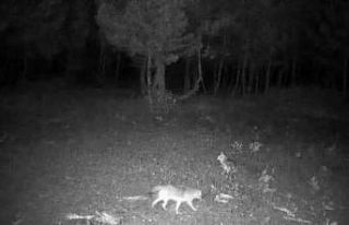 Doğasever fotoğrafçı yaban hayatını görüntüledi