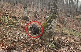 Domuz avında korku dolu anlar