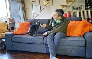 Dört kulaklı kedi Midas sosyal medyada ilgi odağı...