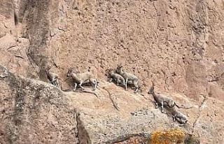 Dünyadaki Mars’ta dağ keçileri görüntülendi