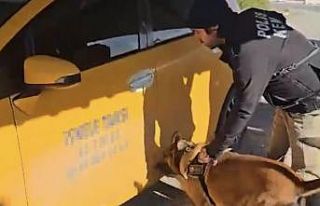 Durdurulan ticari taksiden 5 kilogram 50 gram skunk...