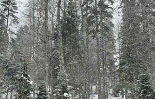 Düzce’nin yüksek kesimlerinde kar etkili oluyor