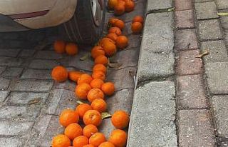 Efeler’in simgesi turunçlar çürümeye terk edildi