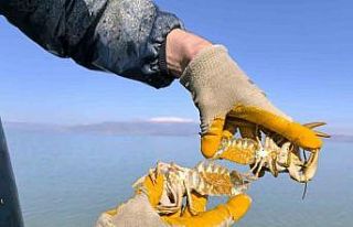 Eğirdir Gölü’nde kaçak 350 Kerevit Pinteri ele...