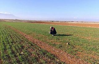 Ekili tarım arazilerinde bitki çıkış, hastalık...