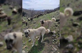 Elazığ’da avcılar bir kangalı telef edip birini...