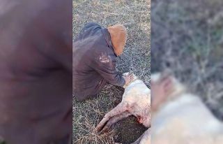 Elazığ’da kangal köpeği tüfekle vurularak öldürüldü