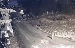 Elazığ’da yerleşim yerine inen kurtlar güvenlik...