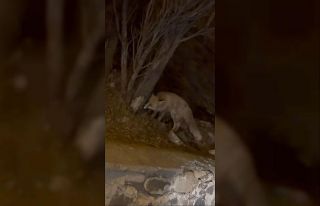 Elazığ’da yiyecek arayan tilki şehir merkezine...