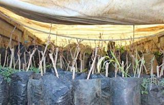 Elmalı’da 50 çiftçiye daha Toros fıstığı...