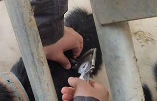 Ereğli’de büyükbaş hayvanlara hastalıktan arı...