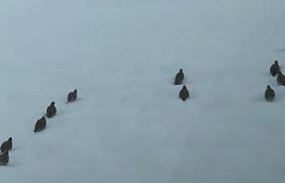 Erzincan’da keklik ve tavşan avı yasaklandı