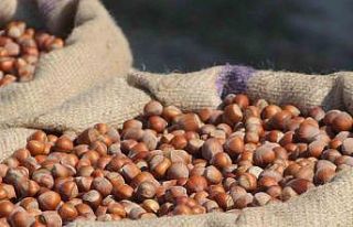 Fındık fiyatlarında artış beklentisi