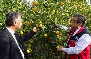 Fiyatı 5-6 TL’ye düşen limona talebi artıracak...