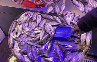 Fiyatı düşen çinekopa ilgi yoğun