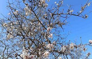 Gazipaşa’da badem ağaçları "yalancı bahar"a...