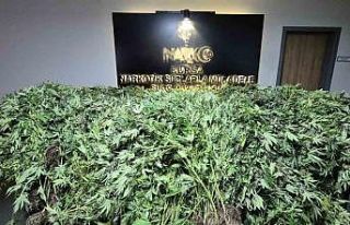 GDO’lu esrar operasyonu