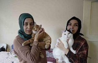 Gümüşhane’de engelli kediler şefkatli ellerle...