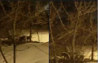 Hakkari’de kurt sürüsü görüntülendi