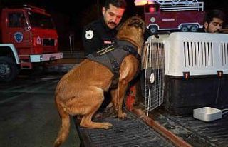 Hassas burunlu köpekler arama-kurtarma çalışmaları...