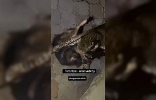 Hindistan’da çekilen görüntüyü İstanbul’daymış...