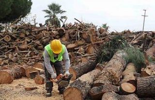 İhtiyaç sahiplerinin odunları park ve bahçelerden