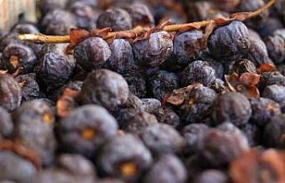 İki yılda bir meyve veren ağacın meyvesi, olgunlaşınca...