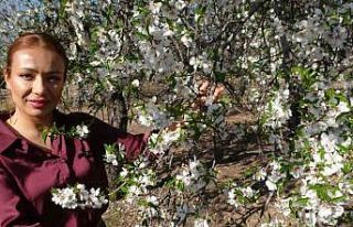 İklim değişikliği badem ağaçlarına erken çiçek...