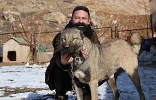 İklim değişikliği kangal köpeklerinin yapısını...
