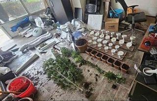 İş yerinde esrar yetiştiren kişi tutuklandı