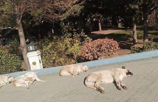 Isınmak isteyen sokak köpekleri kaldırımda güneşlendi
