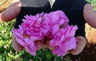 Isparta’nın gül yağı kozmetik sektöründe parlıyor:...