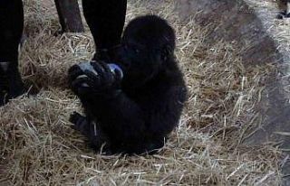 İstanbul Havalimanı’nda bulunan yavru gorilin...