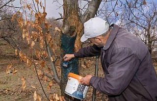 İzmir’de kestane kanseri ile mücadele sürüyor