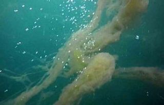 İzmit Körfezi’nde korkutan müsilaj manzarası