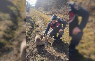 Jandarma ekiplerinin bulduğu yaralı karaca tedavi...