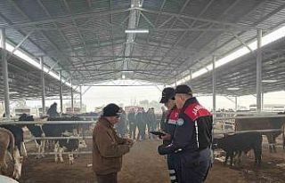 Jandarmadan, hayvan pazarında ’dolandırıcı’...