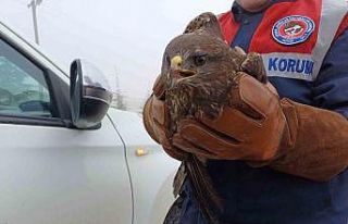 Jandarmanın yaralı halde bulunduğu kızıl şahin...