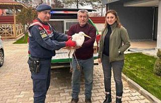 Jandarmanın yaralı olarak bulduğu büyük ak balıkçıl...