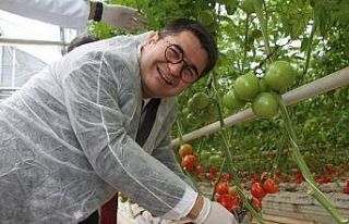 Jeotermal Sera’da yılın ilk hasadı yapıldı