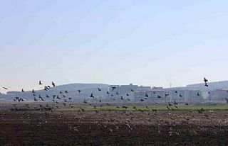 Kahramanmaraş’ta güvercinlerden görsel şölen