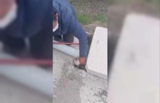 Kanalizasyon kuyusuna düşen 3 yavru köpeğin yardımına...